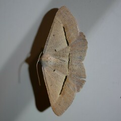 Isturgia penthearia