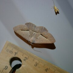 Isturgia penthearia