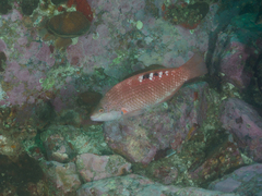 Pseudolabrus luculentus