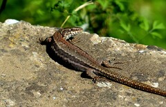 Podarcis muralis