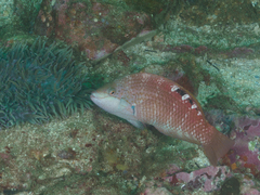 Pseudolabrus luculentus