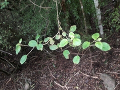 Fuchsia perscandens