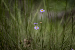 Brachyscome spathulata