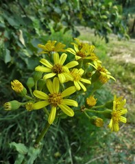 Senecio umbrosus