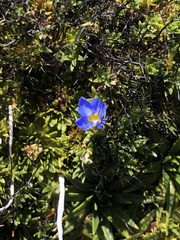 Gentiana sedifolia