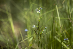 Cynoglossum australe