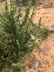 Prostanthera serpyllifolia microphylla