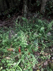 Asplenium flabellifolium