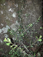 Melicytus