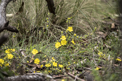 Hibbertia obtusifolia