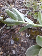Oxytropis nitens