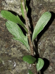 Melicytus