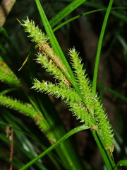 Carex forsteri