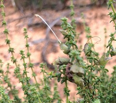 Prostanthera serpyllifolia microphylla