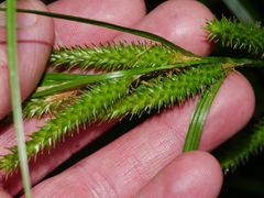 Carex forsteri