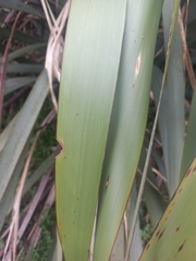 Ichneutica steropastis