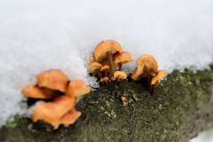 Flammulina