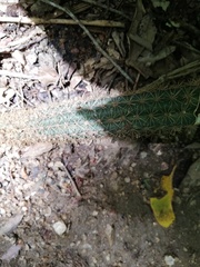 Acanthocereus oaxacensis