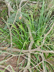 Carex forsteri