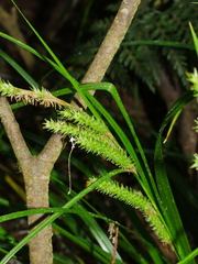 Carex forsteri