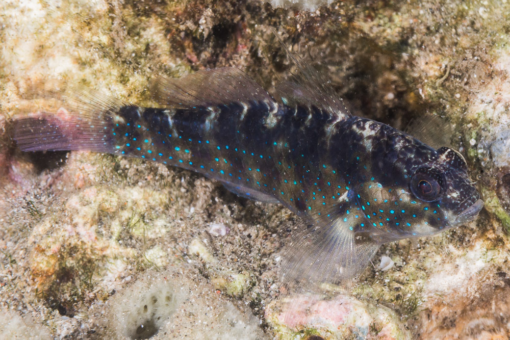 Starry Goby