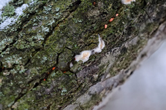 Fungi