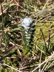 Lasiocephalus ovatus