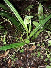 Pterostylis banksii