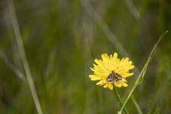 Taractrocera papyria