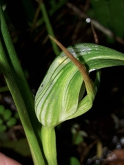 Pterostylis banksii