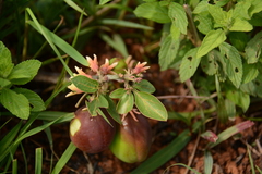 Adenia digitata