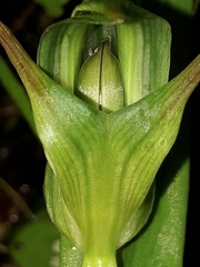 Pterostylis banksii