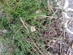 Erigeron karvinskianus