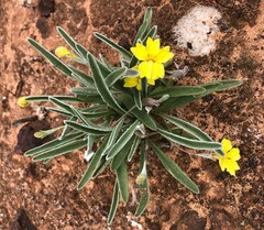 Goodenia willisiana