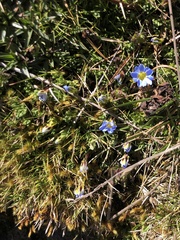 Gentiana sedifolia