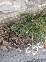 Erigeron karvinskianus