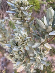 Atriplex cinerea