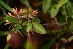 Adenia digitata