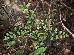 Asplenium hookerianum