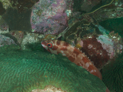 Epinephelus fasciatus