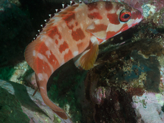 Epinephelus fasciatus