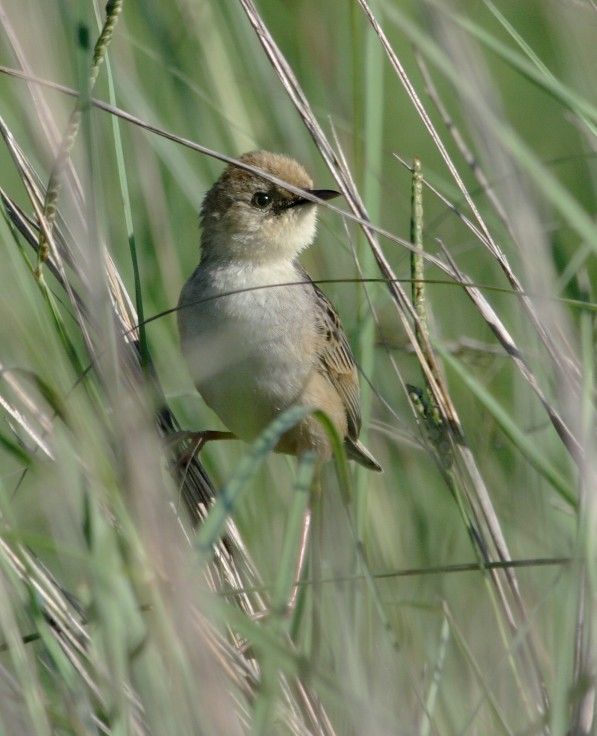 Pale-crowned Cisticola photo