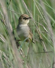Pale-Crowned Cisticola photo 1