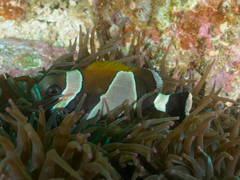 Amphiprion latezonatus
