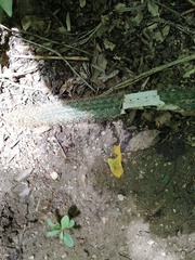 Acanthocereus oaxacensis