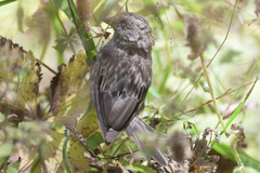 Carpodacus pulcherrimus