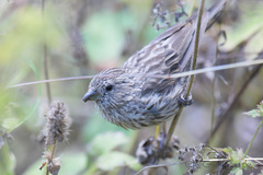Carpodacus pulcherrimus