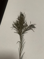 Melaleuca alternifolia