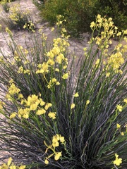 Glischrocaryon behrii