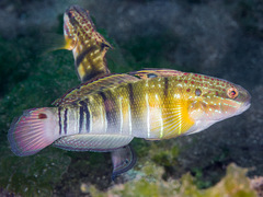 Amblygobius phalaena